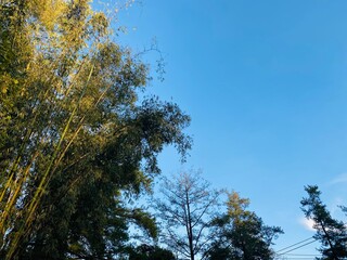 Blue Sky Pine Tree Background. Pine Forest Sky View Wallpaper. Scenic Tall Trees Nature Background....