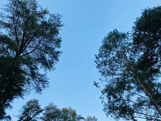 Blue Sky Pine Tree Background. Pine Forest Sky View Wallpaper. Scenic Tall Trees Nature Background. Forest Canopy and Clear Sky Wallpaper. Outdoor Pine Woodland Background. Beautiful Pine Landscape.