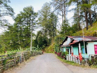 Blue Sky Pine Tree Background. Pine Forest Sky View Wallpaper. Scenic Tall Trees Nature Background. Forest Canopy and Clear Sky Wallpaper. Outdoor Pine Woodland Background. Beautiful Pine Landscape.