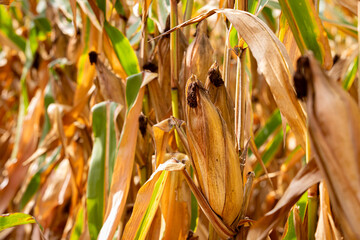 Ear of corn in cornfield ready for harvest. Harvest season, farming, agriculture, and ethanol concept.