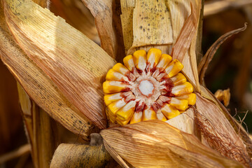 Ear of corn broke in half looking at cob and kernels in cornfield during harvest. Grain fill, corn farming, agriculture concept.