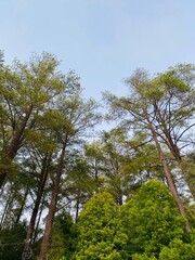 Blue Sky Pine Tree Background. Pine Forest Sky View Wallpaper. Scenic Tall Trees Nature Background. Forest Canopy and Clear Sky Wallpaper. Outdoor Pine Woodland Background. Beautiful Pine Landscape.