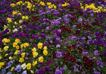 A flower field photographed from directly above with professional photographer quality, AI-generated