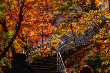 もみじ寺　茨城県