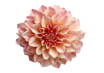 Close-up of a delicate, light peach-colored dahlia flower, centered on a black background.