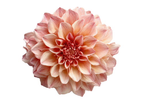 Close-up of a delicate, light peach-colored dahlia flower, centered on a black background.