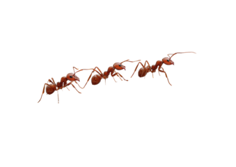 Line of reddish-brown ants in a horizontal row.  Detailed segmented bodies, antennae, and legs visible.  Sharp focus