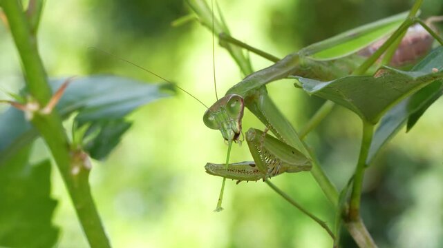 カマキリがバッタを食べている4K動画
