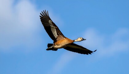 Obraz premium A single bird soars through a vast blue sky, its wings spread wide in flight. 