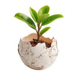 Small plant sprouts from cracked egg shell (2)