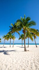 Tropical beach with palm trees