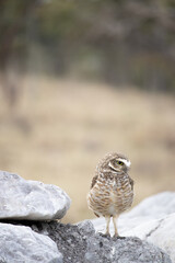 The Athene cunicularia or Speotyto cunicularia, commonly known as the burrowing owl or simply the burrowing owl, is an American bird of prey, of the Strigidae family.