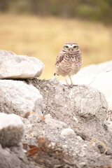 The Athene cunicularia or Speotyto cunicularia, commonly known as the burrowing owl or simply the burrowing owl, is an American bird of prey, of the Strigidae family.