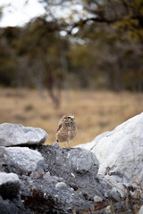 The Athene cunicularia or Speotyto cunicularia, commonly known as the burrowing owl or simply the burrowing owl, is an American bird of prey, of the Strigidae family.