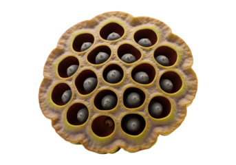 Detailed close-up of a lotus seed pod revealing numerous tiny, dark seeds nestled within its intricate cavities.