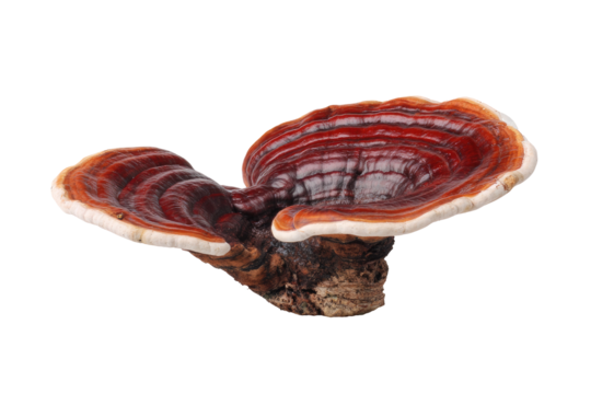 Close-up of a vibrant red-brown medicinal mushroom, exhibiting intricate, wavy, layered gills.  Its base connects to a dark, woody stump.  Isolated against a black background