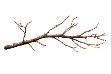 Obraz premium A detailed close-up of a long, slender, dead branch. The branch extends horizontally, with numerous smaller twigs and branches radiating outward from the main stem. 