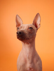 A portrait of an American Hairless Terrier dog gazing upwards, with an orange background...