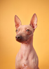 An American Hairless Terrier dog gazes attentively at the camera against an orange background, highlighting its distinctive hairless appearance.
