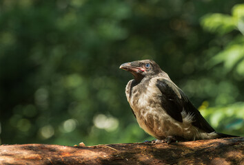 portrait of a raven sitting in the forest
