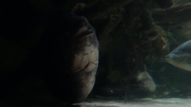 snapping turtle in the water