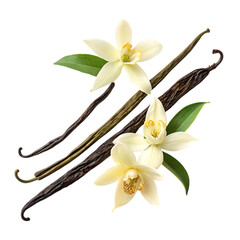 Vanilla beans and orchids isolated on transparent background