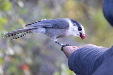 Gray Jay Bird Eating from Hand – Perisoreus canadensis in Algonquin Park, Ontario