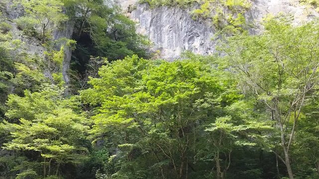 森林と岩山の動画