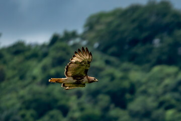 hawk in flight