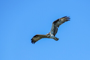 osprey in flight