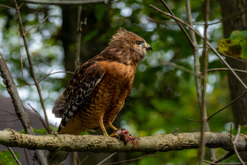 red tailed hawk
