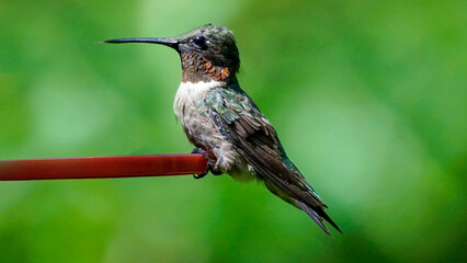 hummingbird on a feeder