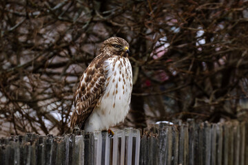 red tailed hawk