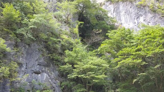 森林と岩山の動画２