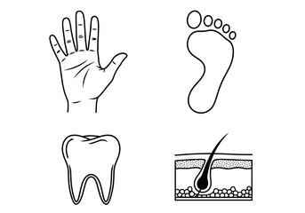 Obraz premium Illustration showcasing hand, foot, tooth, and hair follicle in a graphic representation style
