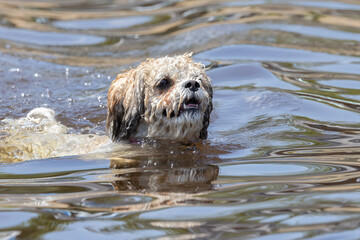 Curly-Haired Dog Swimming in Clear Water with Wet Fur and Tongue Out