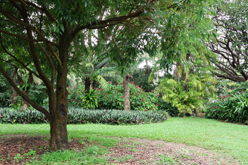 Trees, grass and tropical plants at Queens Gardens in Townsville, Queensland, Australia