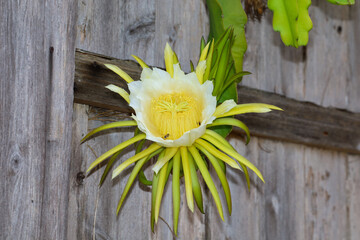 Queen of the night flower that opens at dusk and wilts by morning.