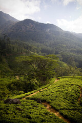 Lush green tea crops thrive in the mountainous landscape of Sri Lanka, near Nuwara Eliya.
