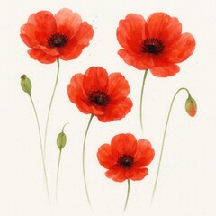 Obraz premium Airy watercolor field of scarlet poppies with inky outlines soft gradients and gentle paper grain perfect for botanical prints and spring stationery