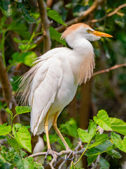 cattle egret perched in a tree over the marsh