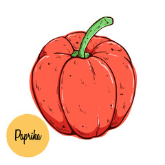 Hand Drawn Fresh Red Paprika Illustration