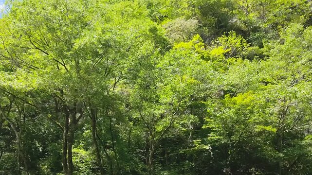  森林の風景動画