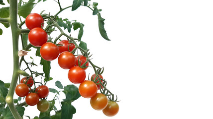A vertical arrangement of ripe cherry tomatoes on the vine.
