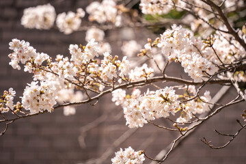 桜
