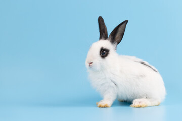 Healthy lovely bunny easter rabbit sniffing, looking around, on blue screen background. Cute fluffy rabbit, Lovely Animal concept. Symbol of easter day.