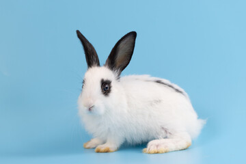Healthy lovely bunny easter rabbit sniffing, looking around, on blue screen background. Cute fluffy...