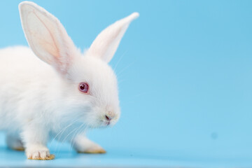 Healthy lovely bunny easter rabbit sniffing, looking around, on blue screen background. Cute fluffy rabbit, Lovely Animal concept. Symbol of easter day.