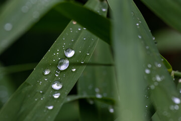 Drops of water on juicy reed leaves, shimmering in reflected light. Clear freshwater droplets on foliage symbolizing purity and life. 