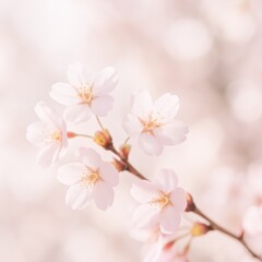 Fototapeta premium Pastel sakura dream with delicate cherry blossoms soft bokeh and airy spring light capturing poetic Japanese season and romantic floral atmosphere ideal for backgrounds and branding